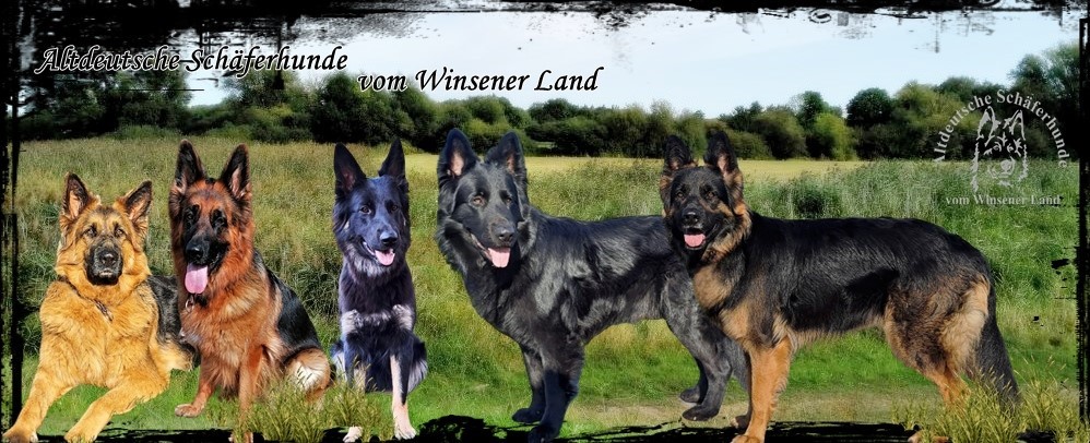 Weko Fotoalbum Entwicklung - altdeutsche-schferhunde-vom-winsener-land.eu/index.html